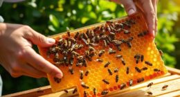 introduction to beekeeping essentials