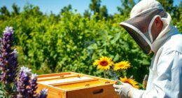 starting backyard bee hives