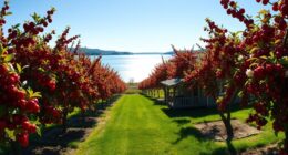 cherry orchard lakeside homesteads