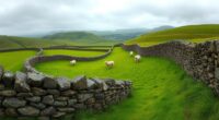 stone walls sheep pastures