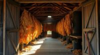 tobacco curing barns process
