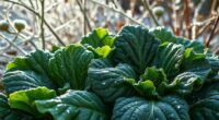 winter garden with collards