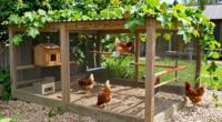 top chicken run enclosures