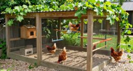 top chicken run enclosures
