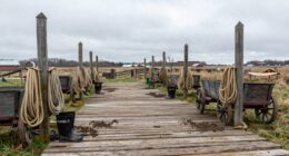 barns positioned for weather
