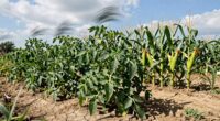 drought resistant garden crops