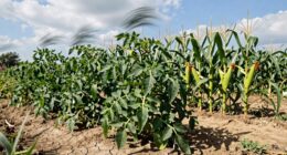 drought resistant garden crops