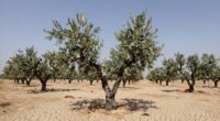 dry climate orchard selections