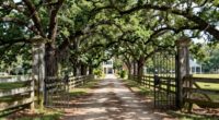fence lines and trees