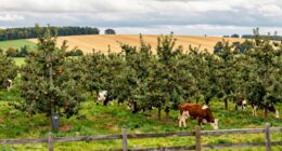 fruit and dairy regions