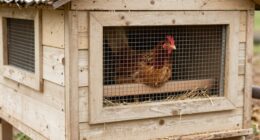 important chicken coop features