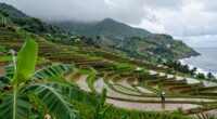 island rainfall influencing farming