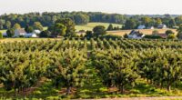 michigan orchard belt development