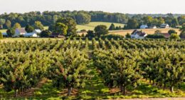 michigan orchard belt development