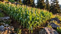 mountain clearing crops