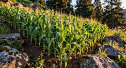 mountain clearing crops