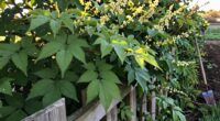 preparation and planting tips