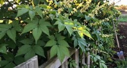 preparation and planting tips