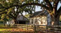 southern farmstead yard trees