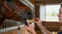 How to tell a horse’s age